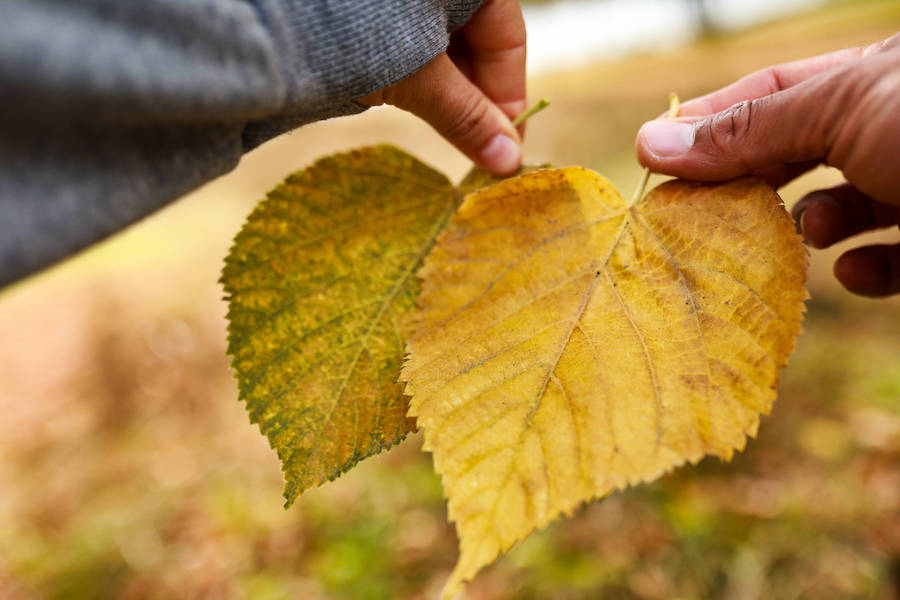 Frauenflamme | Fraukenreis – Näher zu der Menschlichkeit