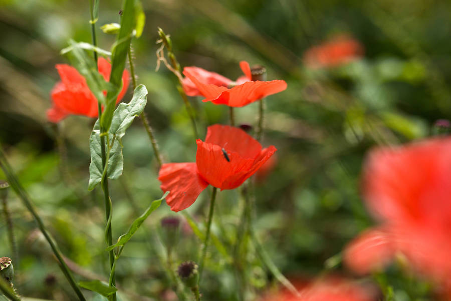 Frauenflamme | Fraukenreis – Wachse in Schönheit und Weisheit