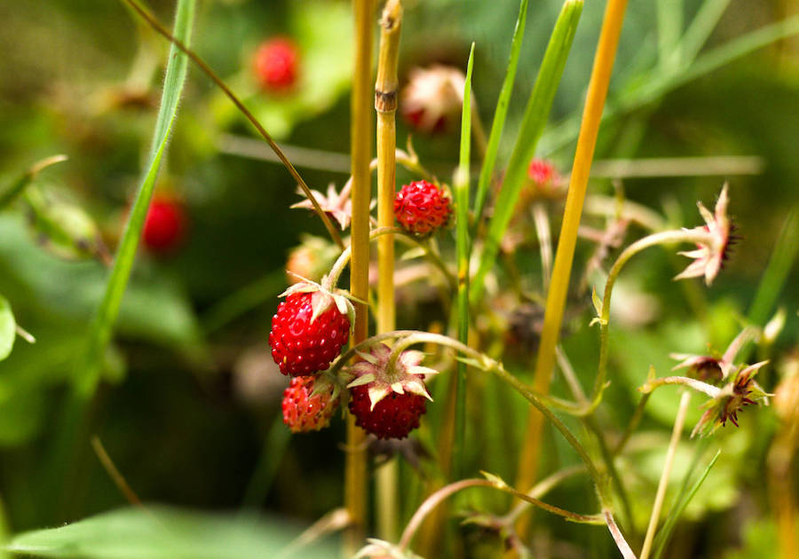 Frauenflamme | Fraukenreis – Zusammen sein
